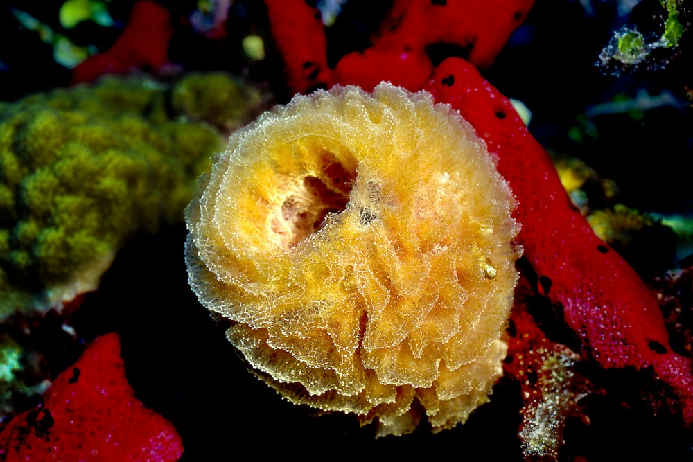 A round, ruffled, golden-orange sea sponge with a central opening is surrounded by other sponges on a reef