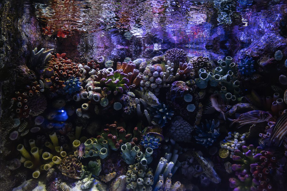 Underwater view of a colorful coral reef with various types of coral and small fish swimming
