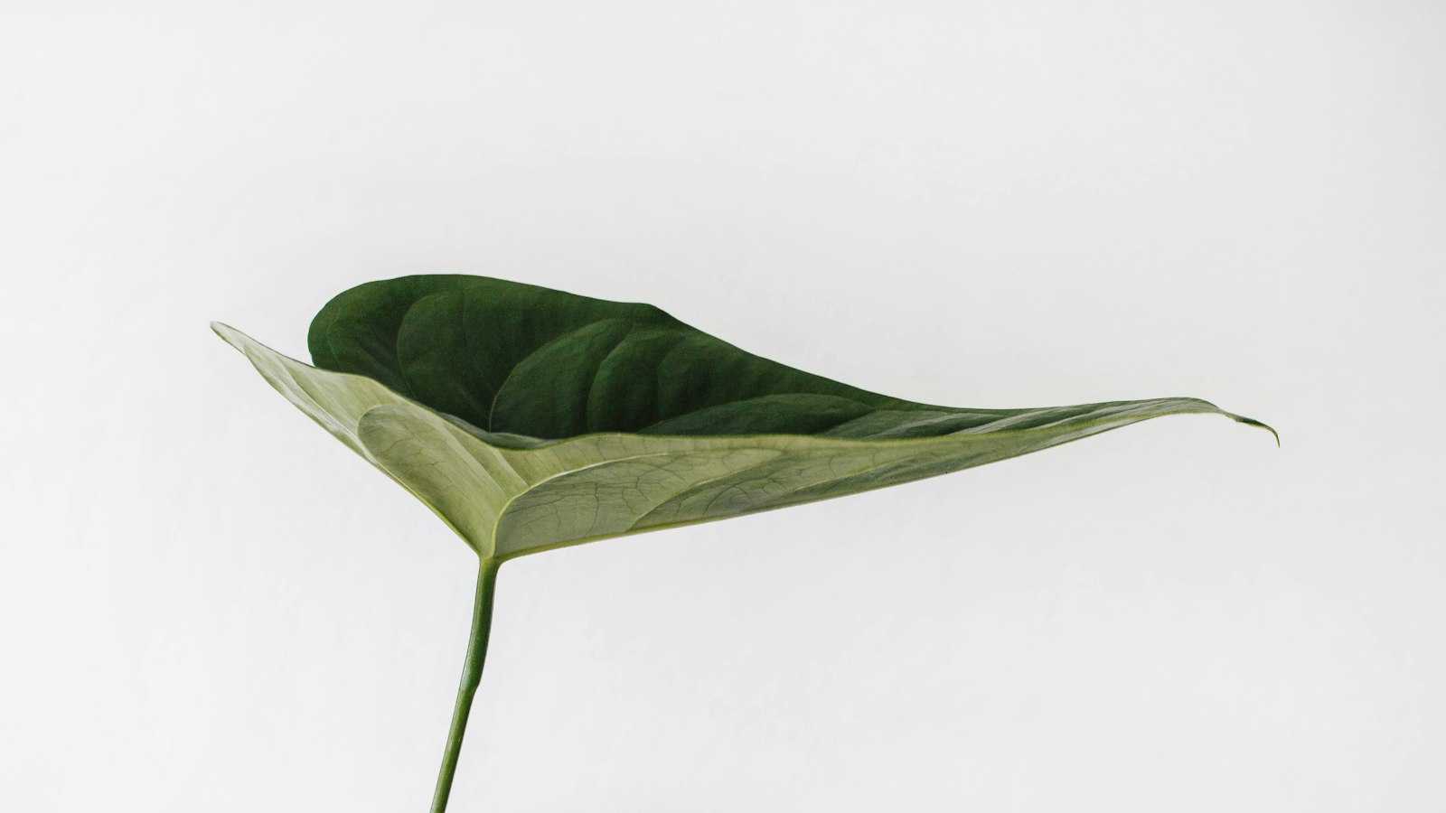 A single green leaf with a prominent stem is shown against a plain white background