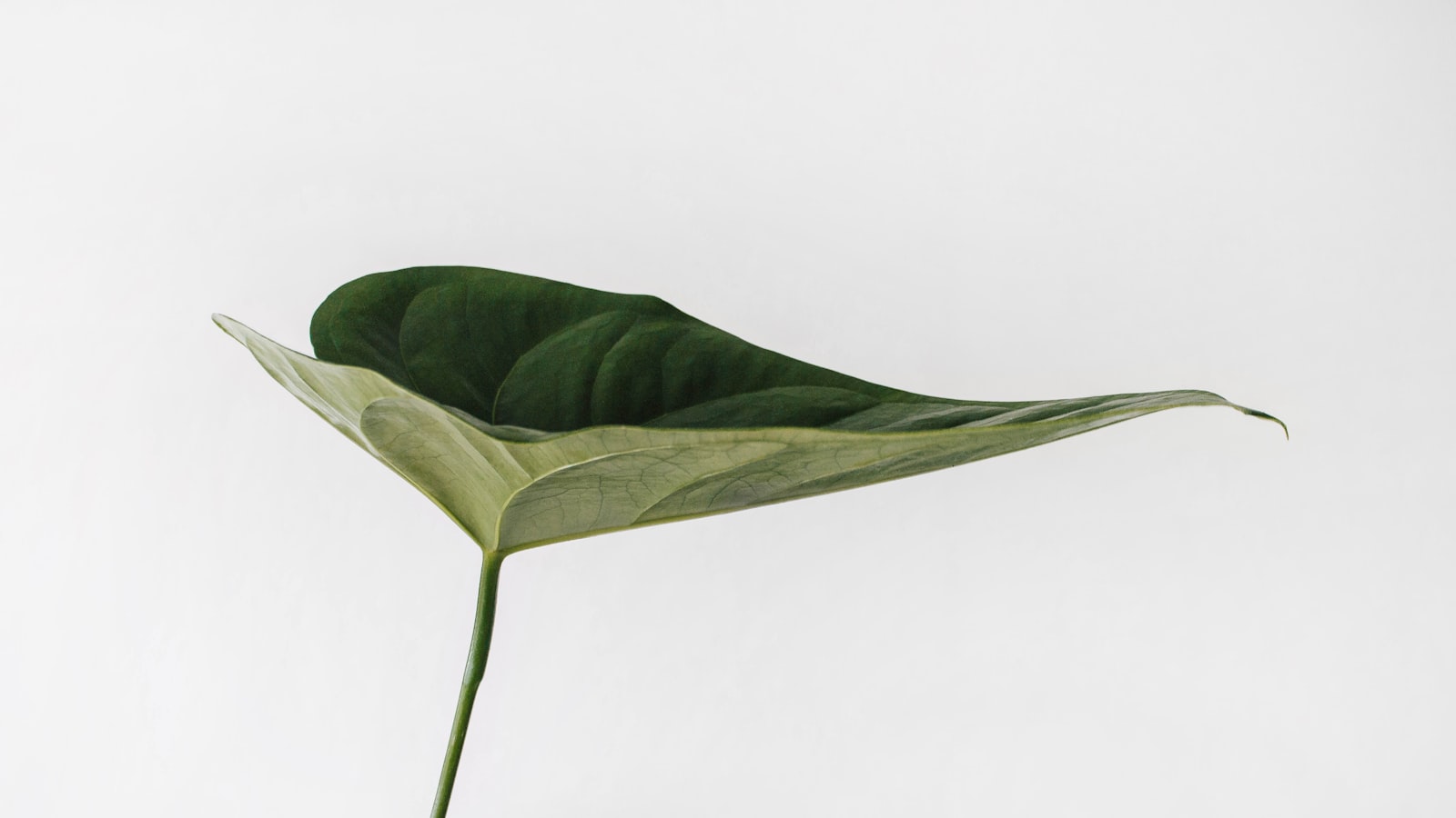 A single green leaf with a prominent stem on a white background