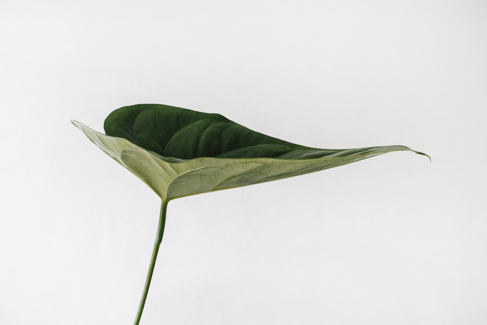 A single green leaf with a prominent stem on a plain white background
