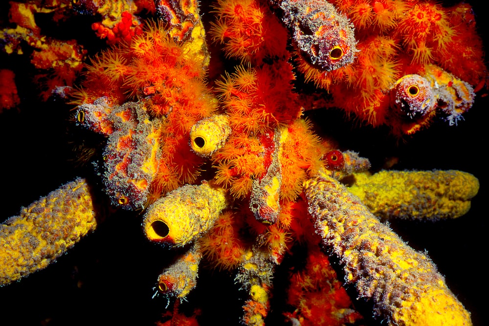 Close-up of bright orange and yellow tube sponges underwater against a black background