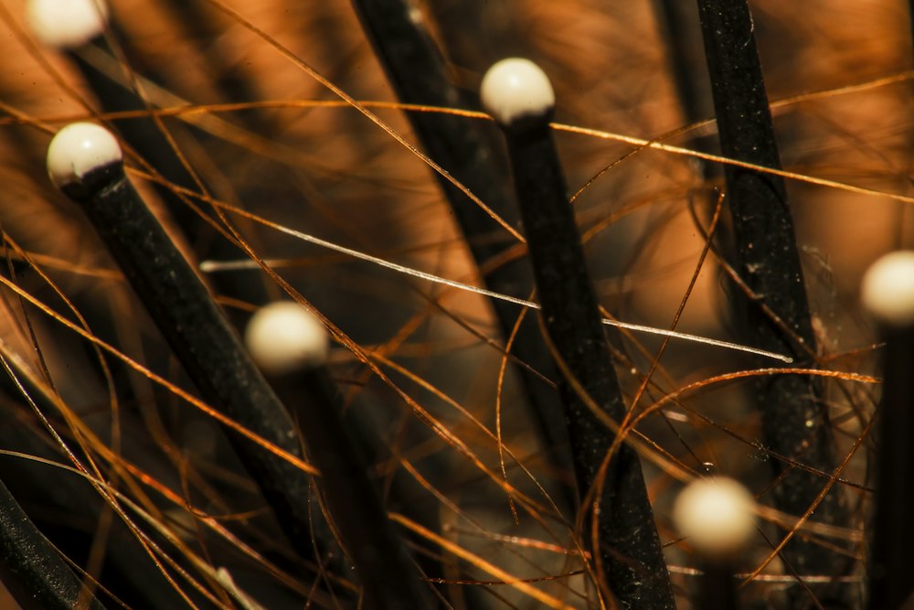 Close-up of black hairbrush bristles with white ball tips tangled in brown hair