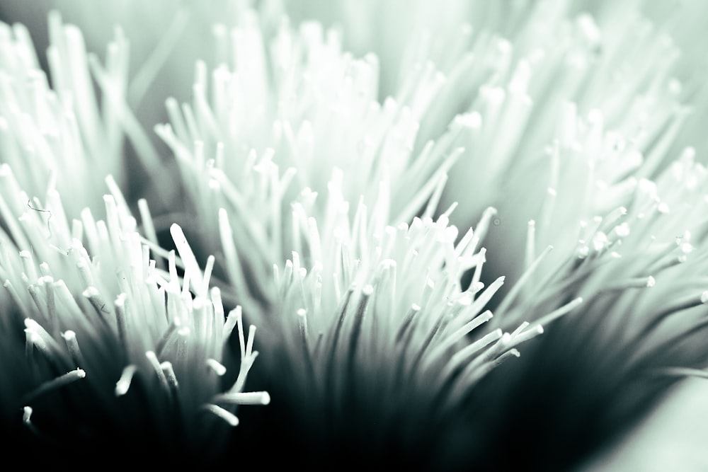 Extreme close-up of white bristles from a brush, angled upward against a dark background